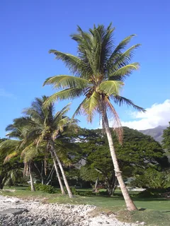 Kokosblüte