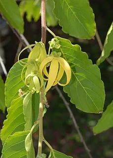 komorischer Ylang-Ylang