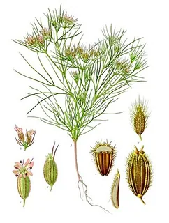 Kreuzkümmel