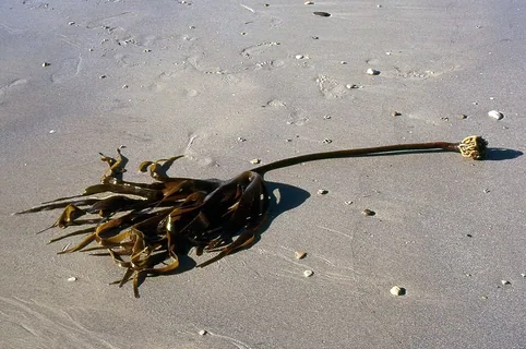 Laminaria