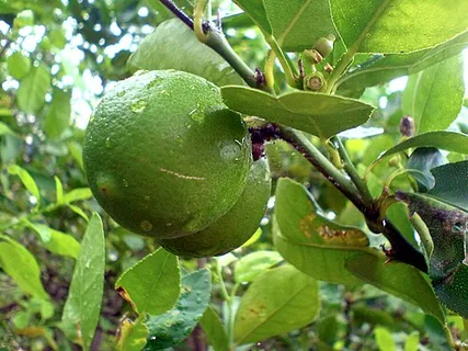 Limette