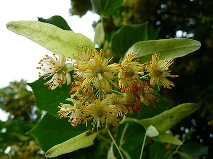 Lindenblüte