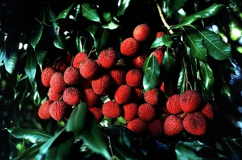 Litschi