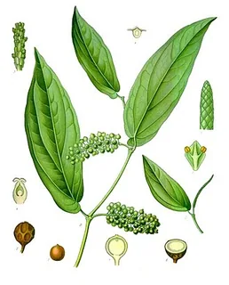 Litsea Cubeba