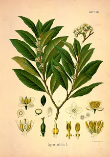 Lorbeer