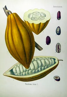 madagassische Kakaoschale