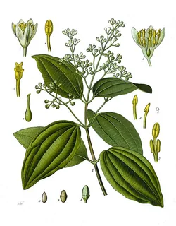 madagassischer Zimt
