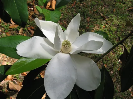 Magnolie