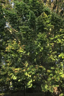 Makassar-Ebenholz