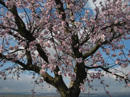 Mandelblüte