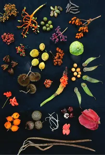 Maninka-Frucht