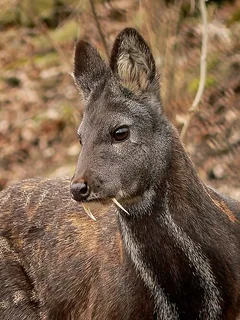Moschus