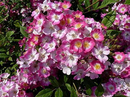 Moschusrose