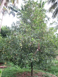 Muskat