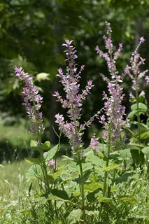 Muskatellersalbei