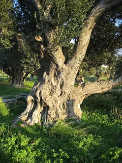 Olivenbaum