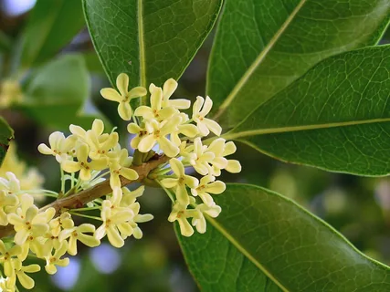 Osmanthus Absolue
