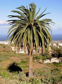 Palmenholz