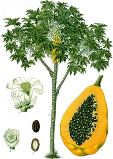 Papayablüte