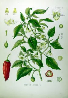 Paprika