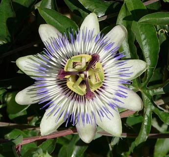 Passionsblume