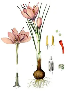 persischer Safran