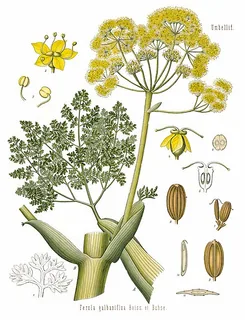 persisches Galbanum