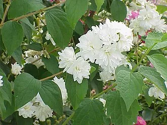 Pfeifenstrauch