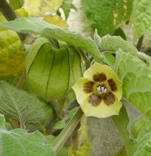 Physalis