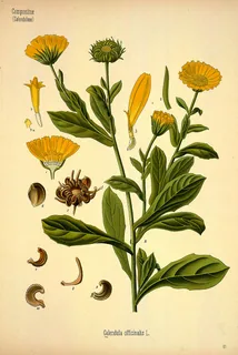Ringelblume