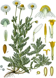 Römische Kamille
