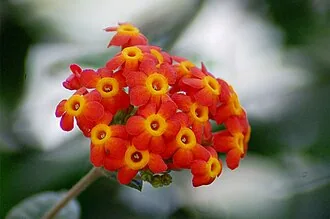 Rondeletia