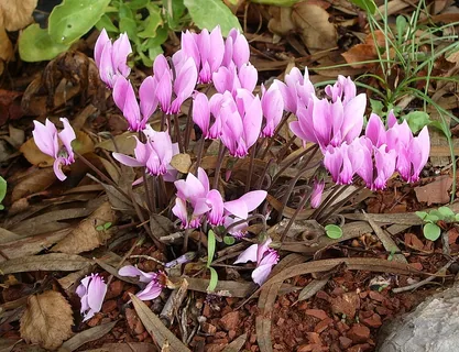 rosa Alpenveilchen