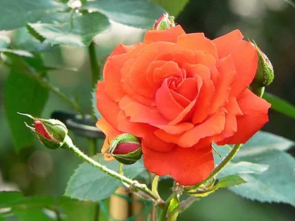 Rosenoxid