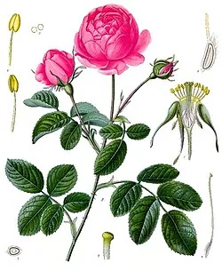Rosenwasser