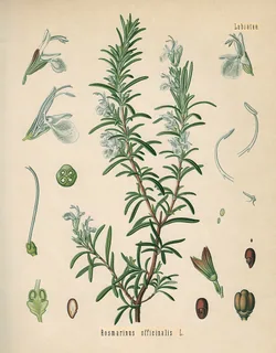 Rosmarin