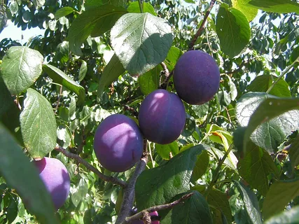 rote Pflaume