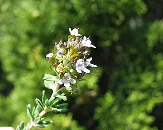 roter Thymian