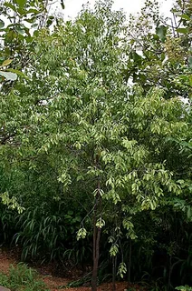 Sandelholz