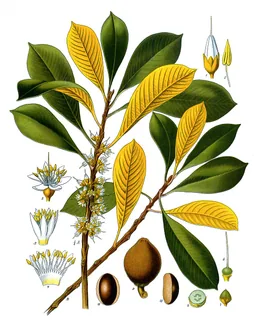 Sapote