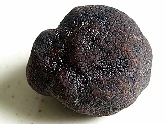 schwarze Trüffel