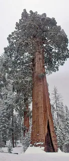 Sequoiaholz
