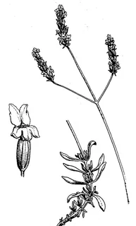Speik-Lavendel