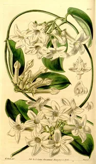 Stephanotis