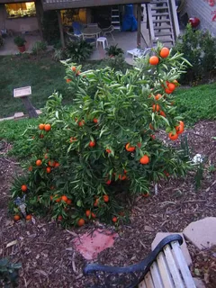 Tangerine
