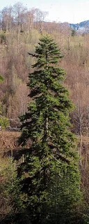 Tannenharz