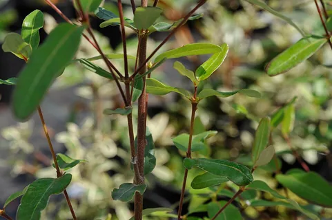 Tasmanische Scheinulme