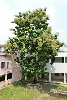 Teak