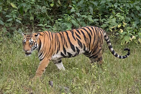 Tiger Liana