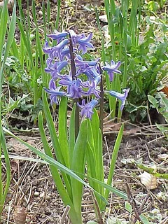 toskanische Hyazinthe